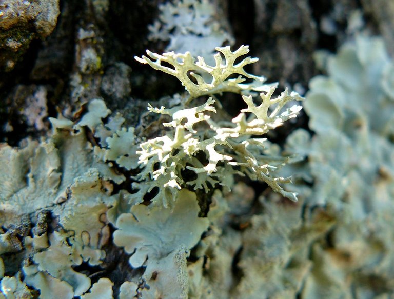 Lichen on cork tree.jpg