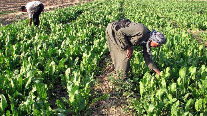 two-kurdish-farmers-working-725x408.jpg