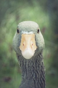 goose.jpg