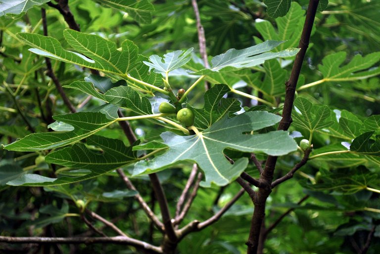 fig-tree.jpg