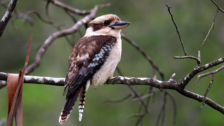 Kookaburra-3.jpg