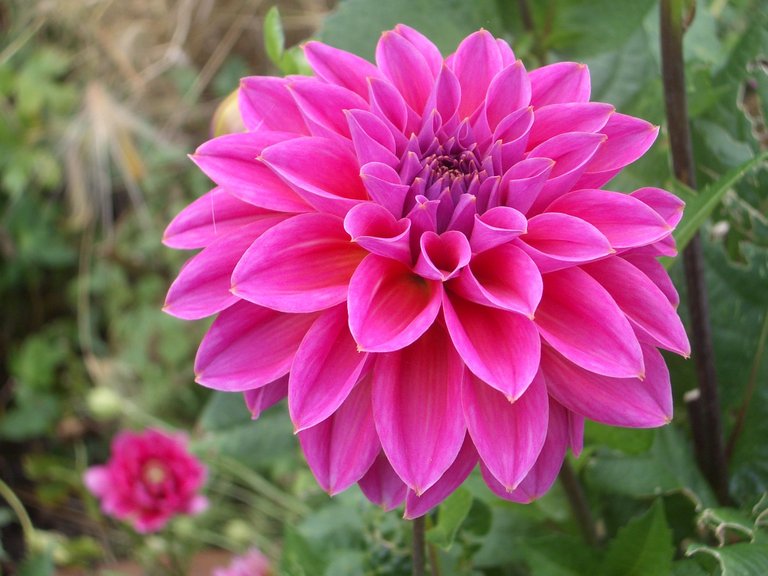 Dahlia flowers hd wallpapers free dwonload.jpg