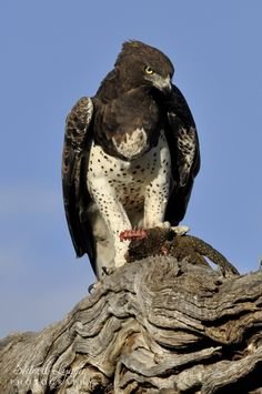 8a2e85b7a5af92aa55c0569e724dfa07--birds-of-prey-birds-.jpg