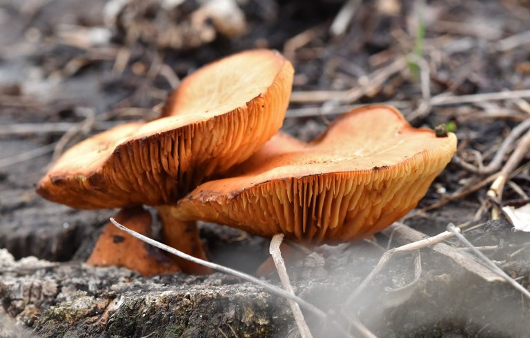 mushroom orange stump 2.jpg