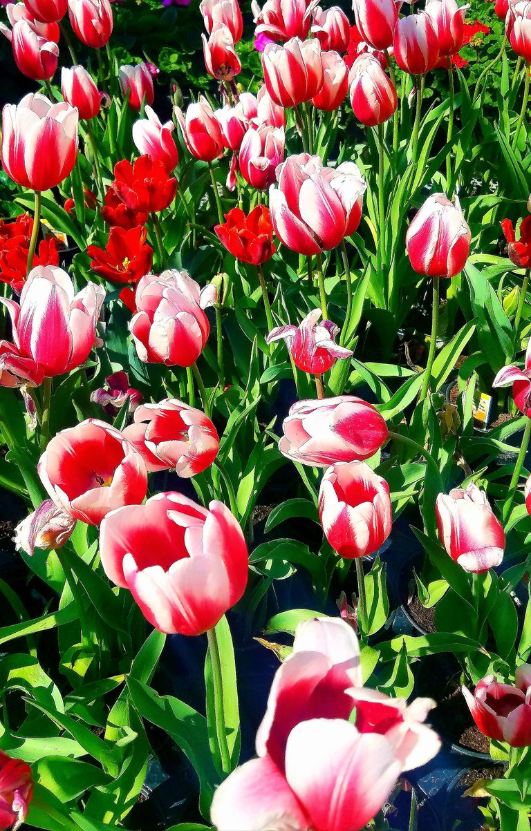 Sea of Red Tulips.jpg