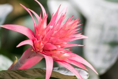 bromeliad-flower-400x267.jpg