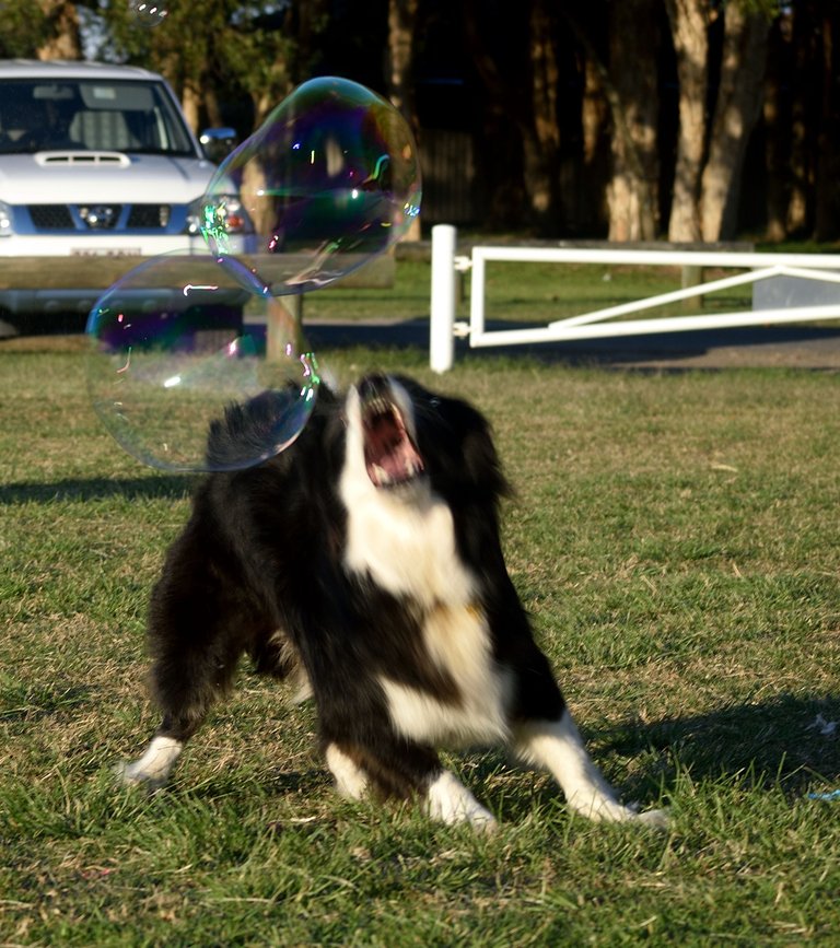 Chewwy Bubble fun.JPG