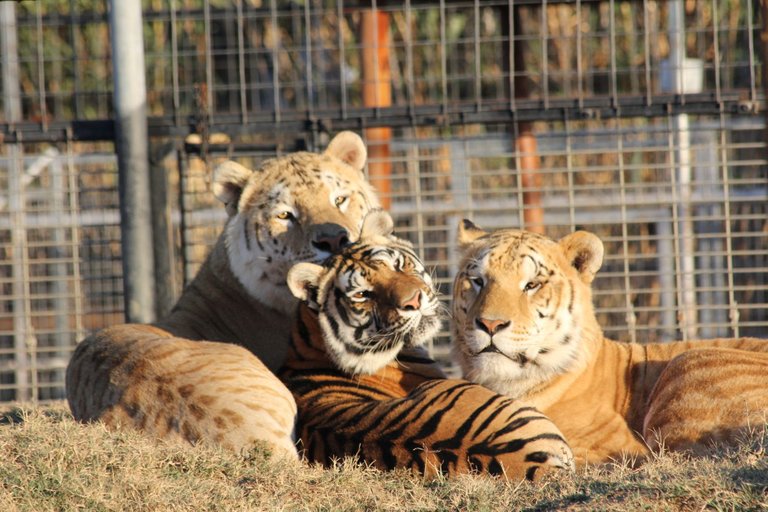 Lion + Tiger = Liger.jpg