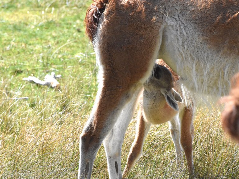 baby-guanaco-nurses.jpg