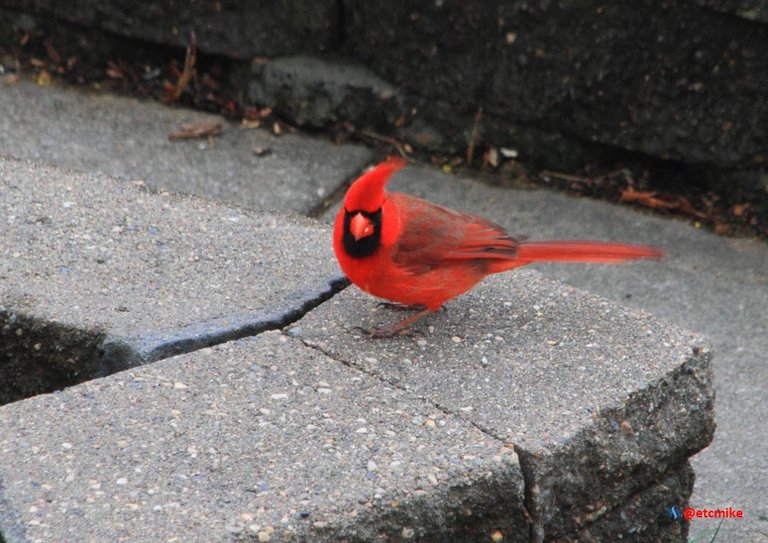 Northern Cardinal PFW20-24-0035.JPG