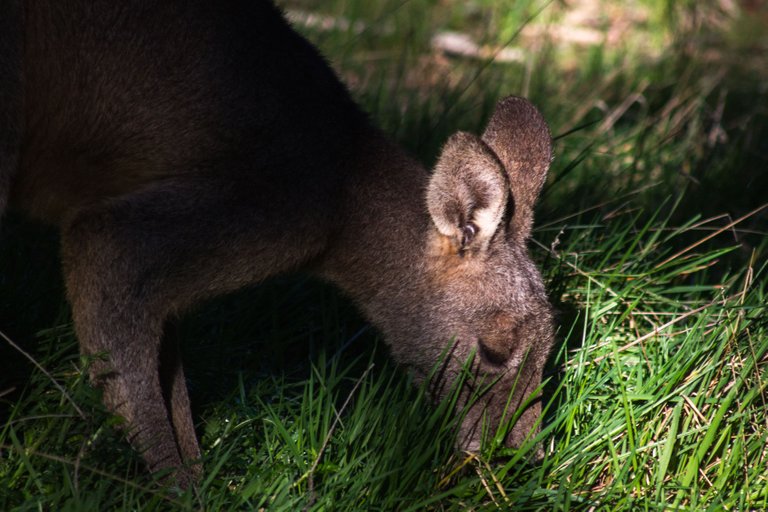 ArthursSeatKangarooInShadeEatingGrass.jpg