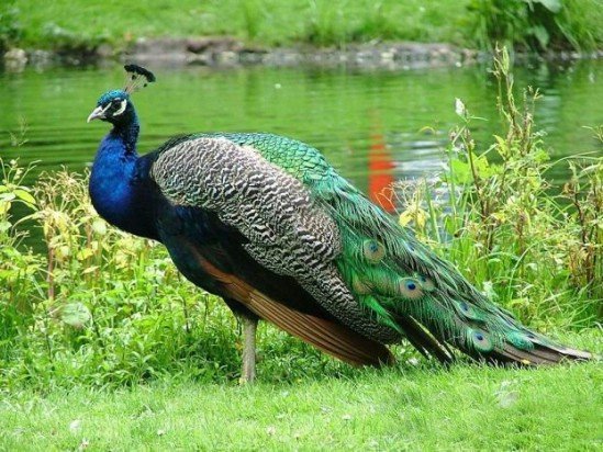 peacock 001.jpg