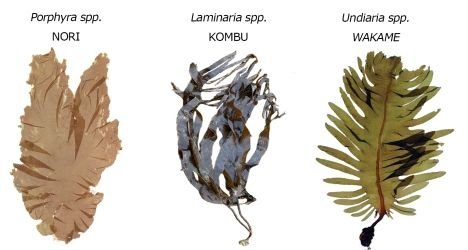 macroalgae.jpg