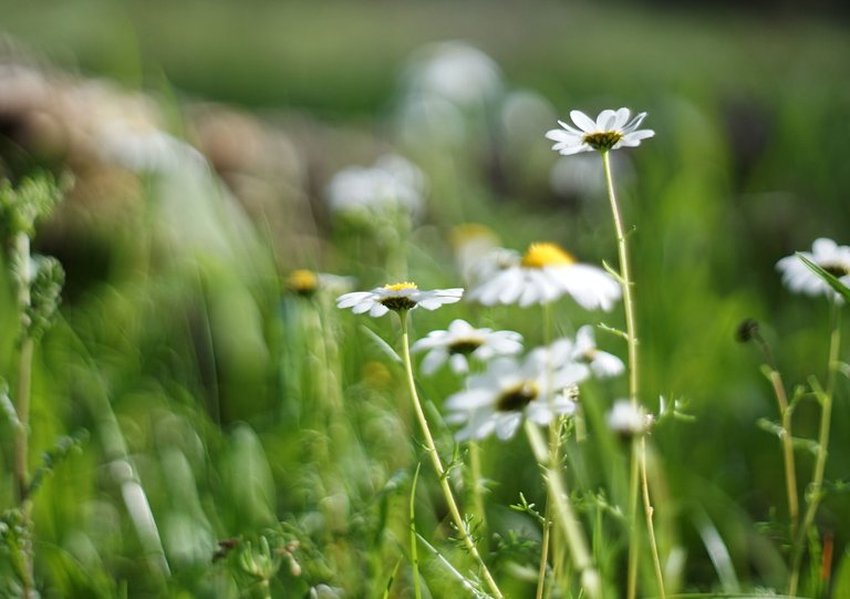 Marocan chamomile pentacon 2.jpg