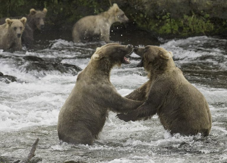 Bear-Fight-1068x770.jpg