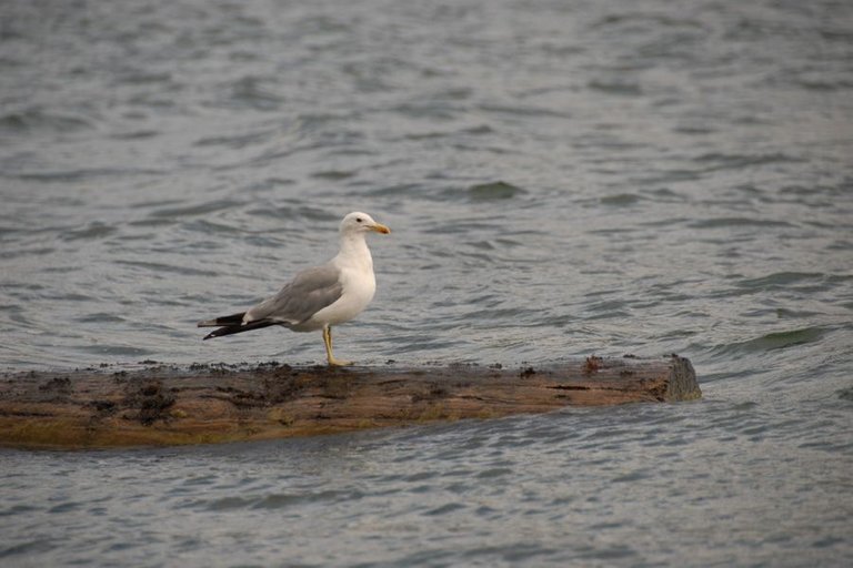 Seagull_0033_1.jpg