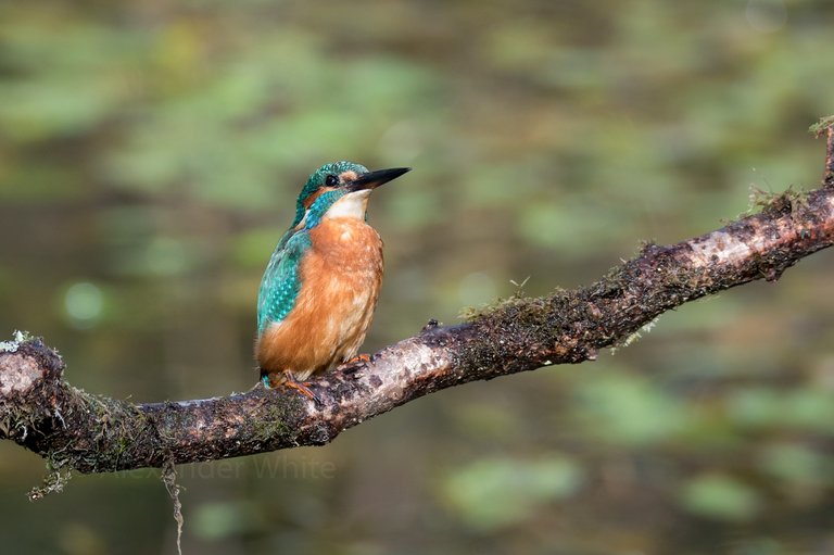 Kingfisher 7.JPG