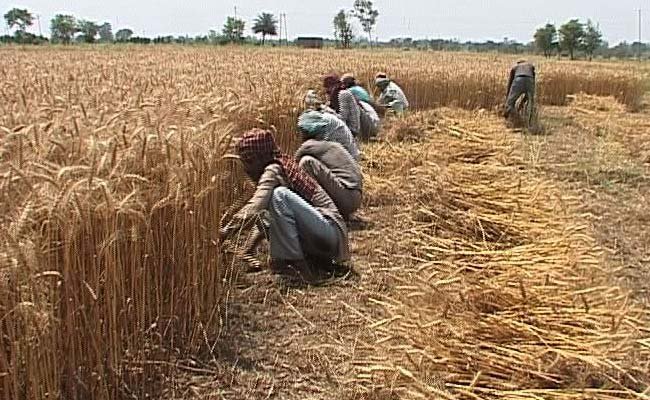 3772-farmers-punjab_650x400_41428933657.jpg