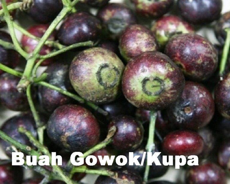 buah-goeok-atau-kupa.jpg