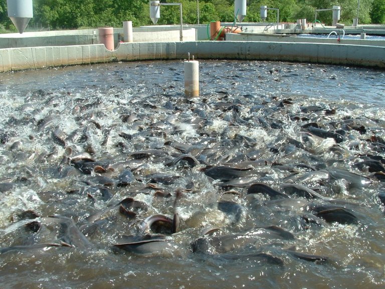 Catfish-Farming-Business-e1454520185323.jpg