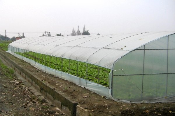 Agriculture-Economical-Tunnel-Green-House-for-Vegetable-Growing.jpg