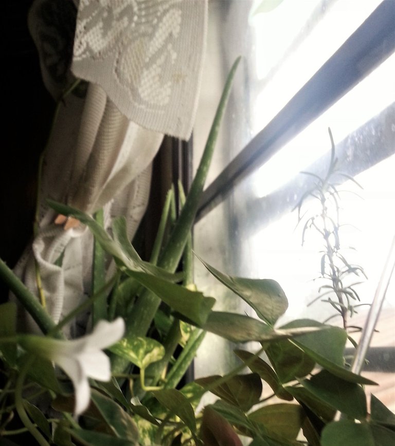 shamrock flower in kitchen window.jpg
