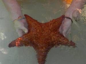 estrella_de_mar.jpg