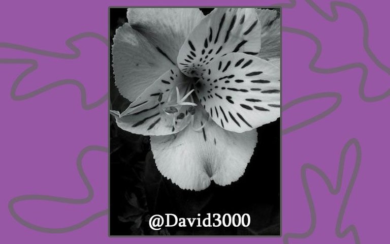 flor david 3000.jpg