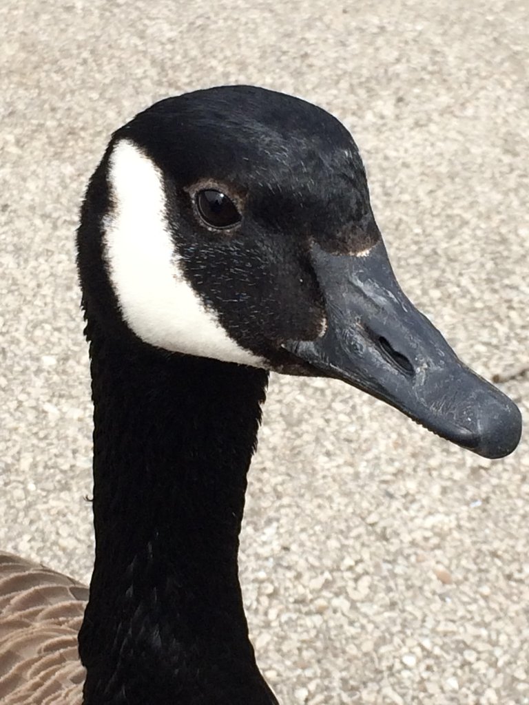 Goose.jpg