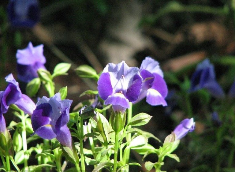 Torenia_Hybrid_Indigo_Moon-m.JPG