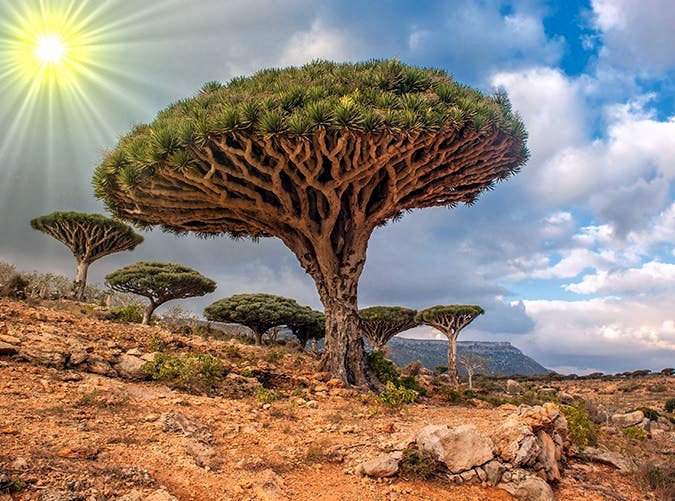 28.Socotra, Yemen.jpg