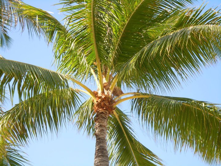 Hawaii_Closer Palm Tree.jpg