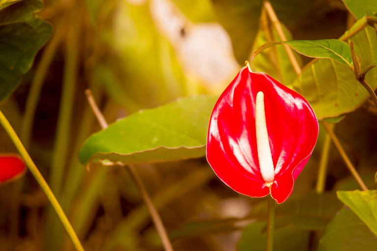 red flower.jpg