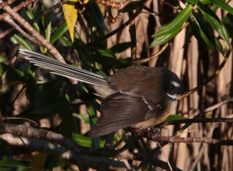 fantail-1.jpg