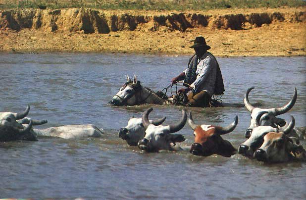 Llanero_cruzando_rio_con_ganado_en_los_llanos.jpg