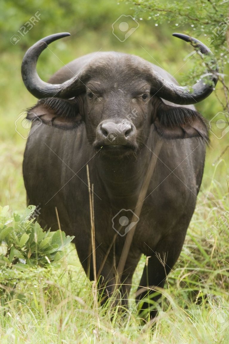 2614087-wildlife-Gnu-south-africa-Stock-Photo.jpg