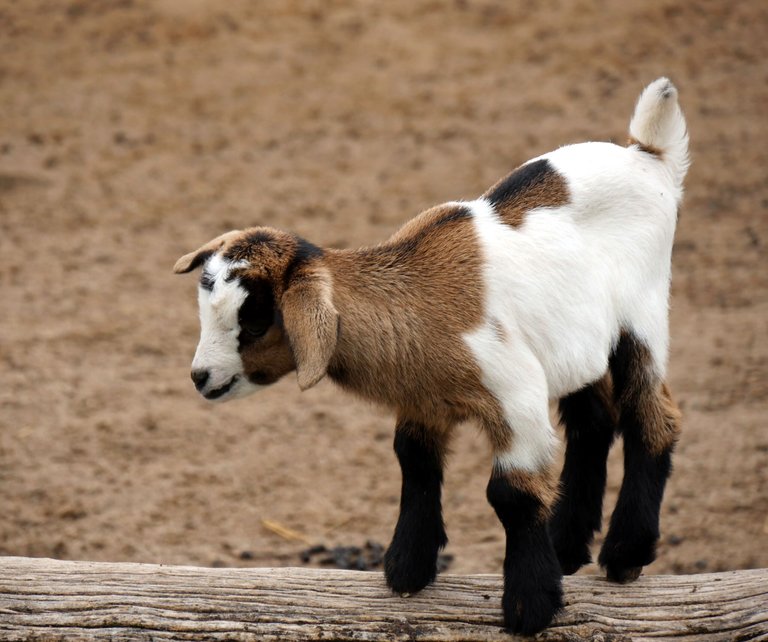 goat_kids_003.JPG