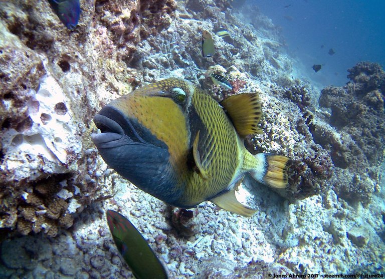 triggerfish-maldives-2017-jonas-ahrens_05.jpg