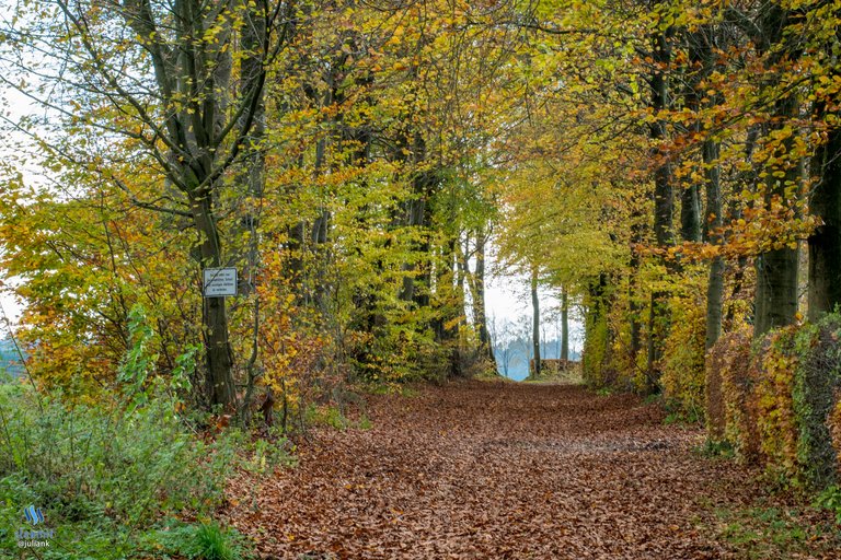 monschau_path.jpg