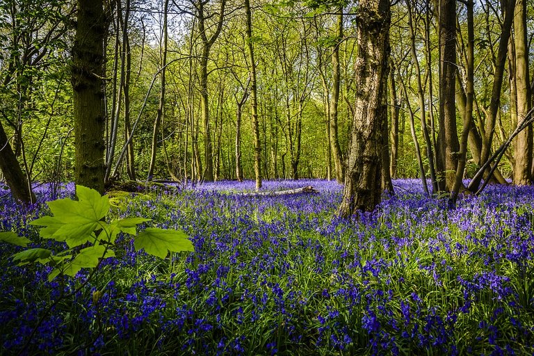 bluebells2pixabay.jpg