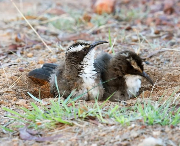 White-browed Babblers.png