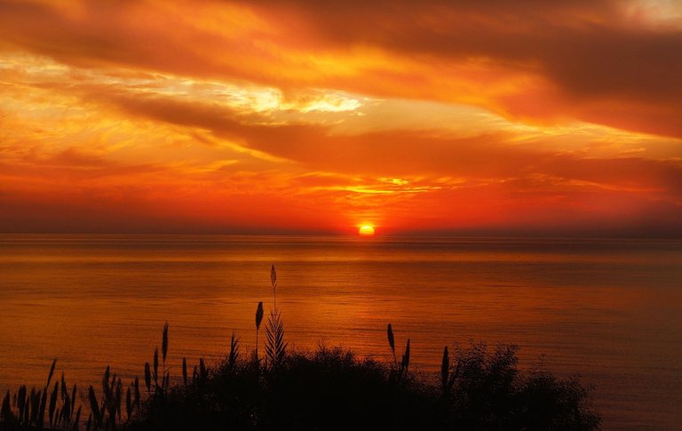 sunset-red-orange-ocean-vivid-dark-plants-in-front.jpg