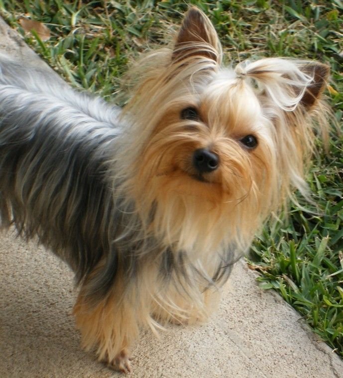 Yorkshire Terrier.jpg