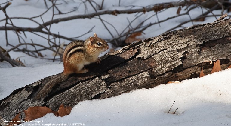 ChipmunkOnLog-001-030818.jpg