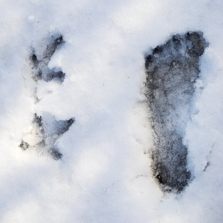 jay-sunny-barefoot-footprints.jpg