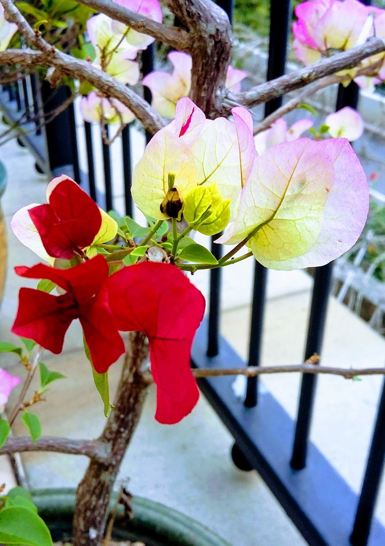 Bougainvillea new flower for the Spring Feb 27 2018.jpg