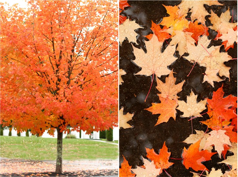 fall leaves1-1.jpg