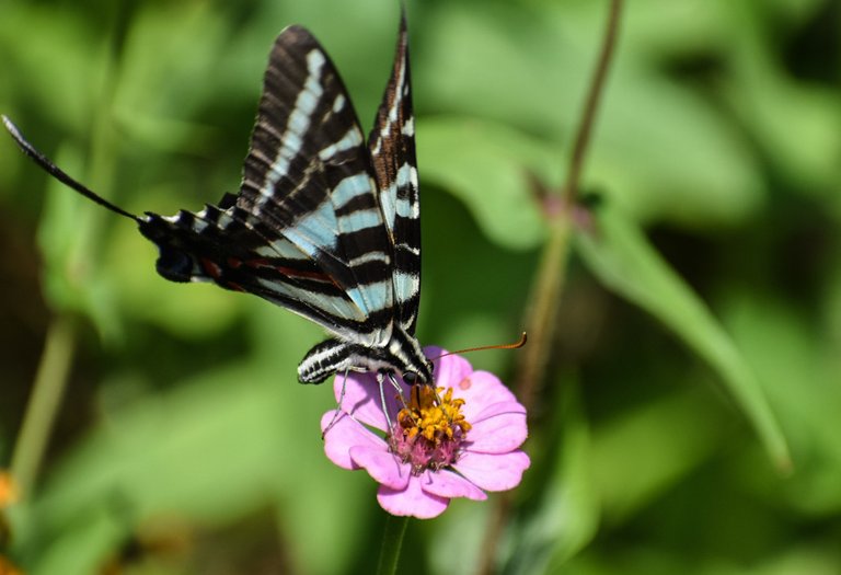 zebraswallowtail.jpg