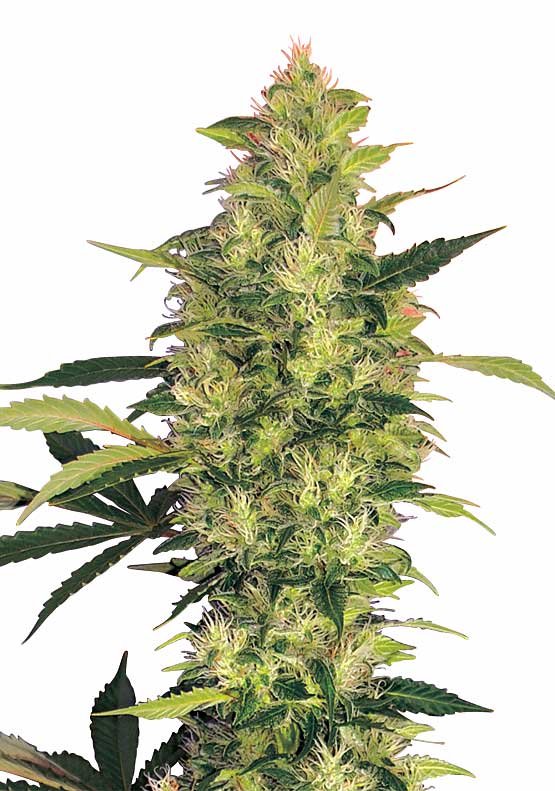 sativas-sour-diesel-cannabis-cola.jpg