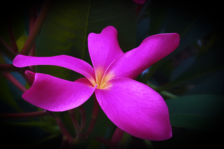 frangipani-3185913_960_720.jpg